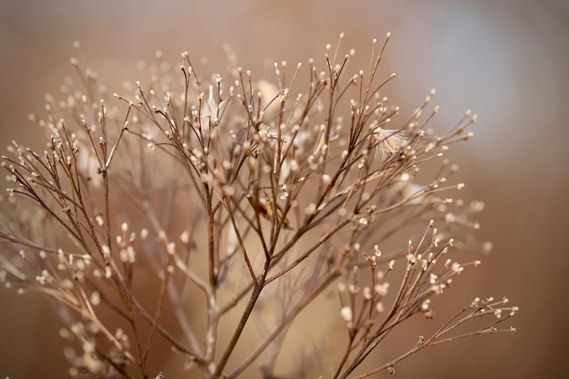 Organic Seed Starter Kit